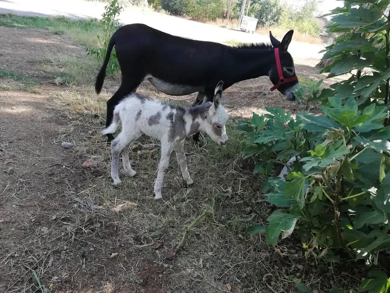Donkey Milk Farm Antalya - Photo 7