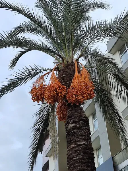 Antalya Güzel Sanatlar Eğitim Merkezi - Photo 9