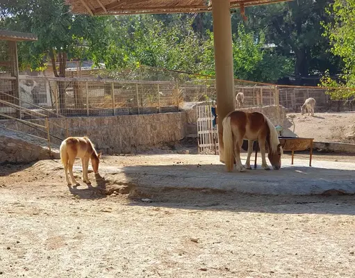 Antalya Hayvanat Bahçesi Piknik Alanı