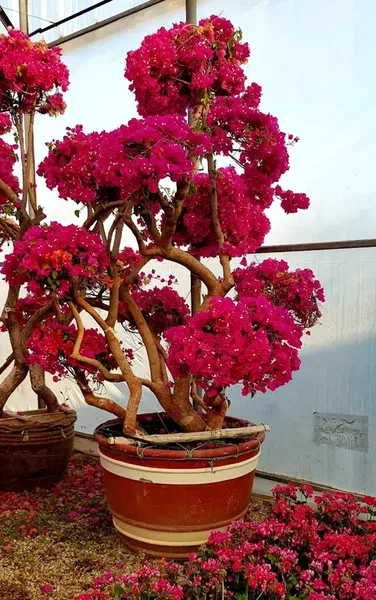Antalya Ornamental Plants Inc. - Photo 7