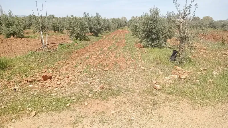 Antalya Taş Toplama Mini Kepçe - Photo 10