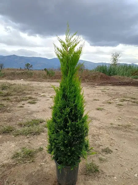 Antalya Viva gaten - peyzaj ve süs bitkileri - Photo 9