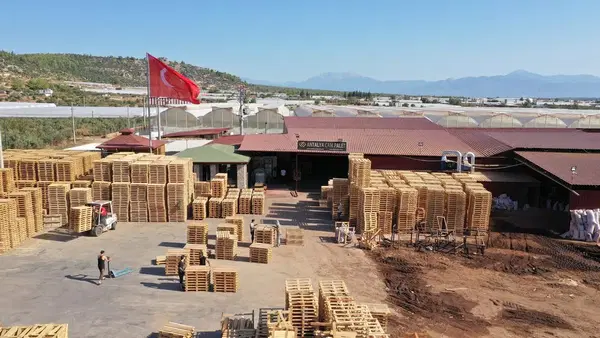 Antalya Çam Palet