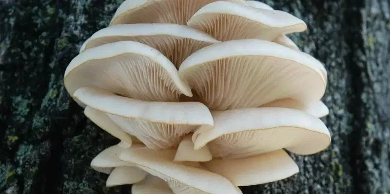 ANT.aydınmantarcılık - Photo 2