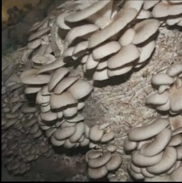 ANT.aydınmantarcılık - Photo 3