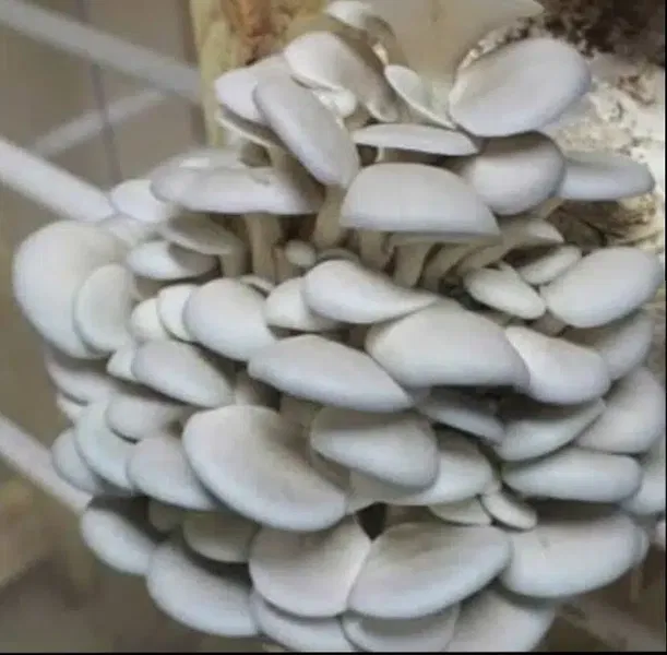 ANT.aydınmantarcılık - Photo 4