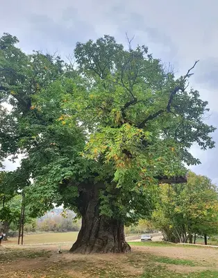 Arap Astı Kestanesi Anıt Ağacı