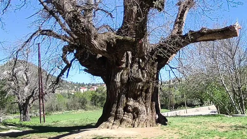 Arap Astı Kestanesi Anıt Ağacı - Photo 2