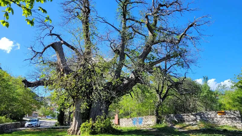 Arap Astı Kestanesi Anıt Ağacı - Photo 3