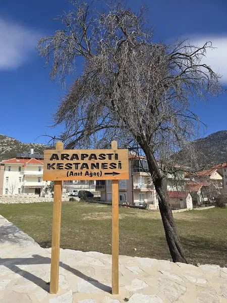 Arap Astı Kestanesi Anıt Ağacı - Photo 5