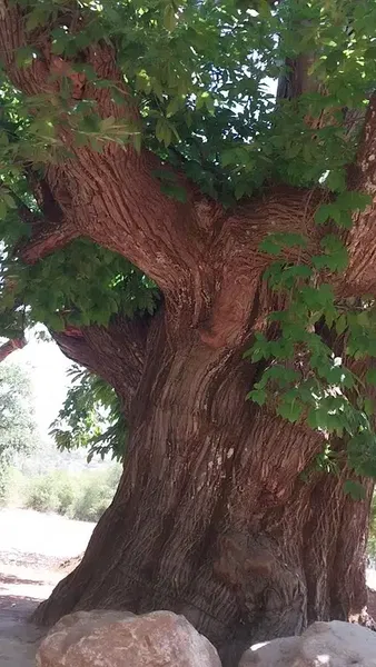 Arap Astı Kestanesi Anıt Ağacı - Photo 8