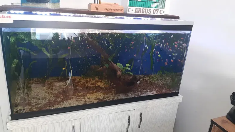 Argus Pet Akvaryum Balik Ve Kedi̇ Köpek Mama Çeşi̇tleri̇ - Photo 4