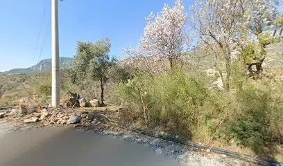 Arslan Avokado bahçeleri - Photo 1