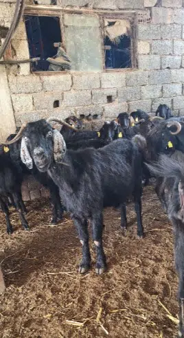 Arı Besicilik - Photo 2
