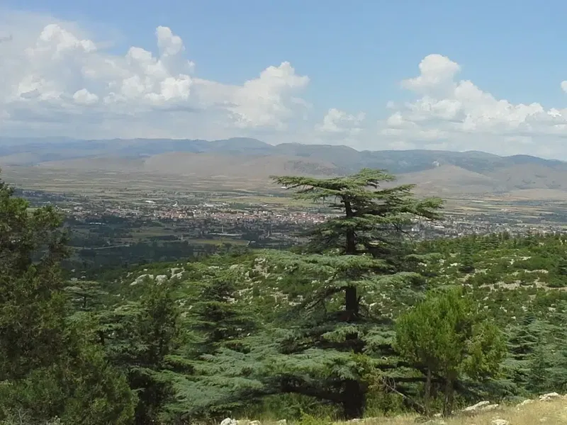 Arıcı Dogan - Photo 2