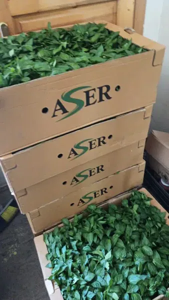 Aser Fide - Photo 4