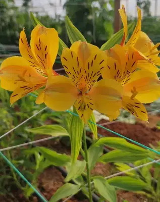 Astomerya Çiçekçilik