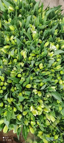 Astomerya Çiçekçilik - Photo 6