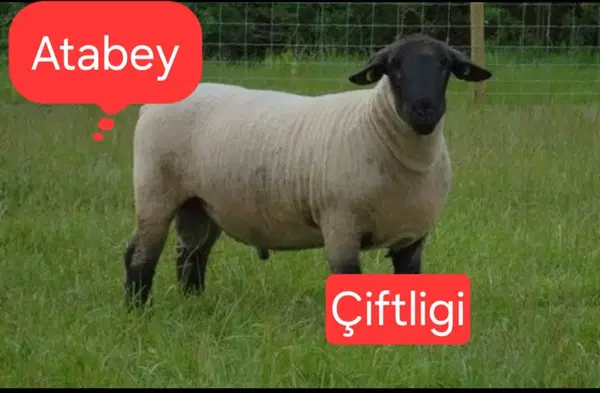 Ata Deniz çiftligi