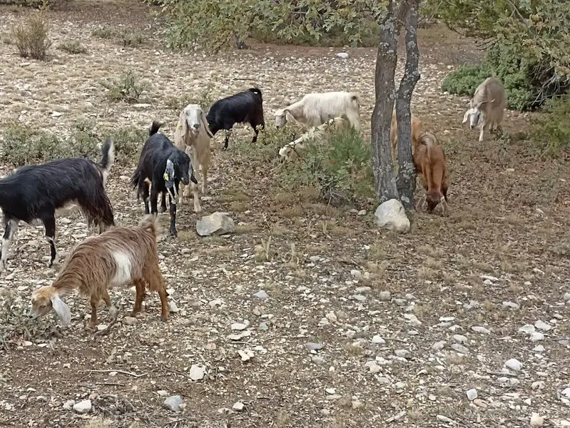 Ataseven yaylası - Photo 7