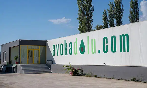 Avokadolu
