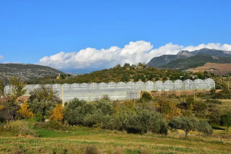 Avokadoye - avokadoye.com - Gazipaşa - Photo 3