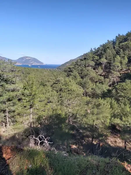 Ayıboğan Kampı - Photo 5