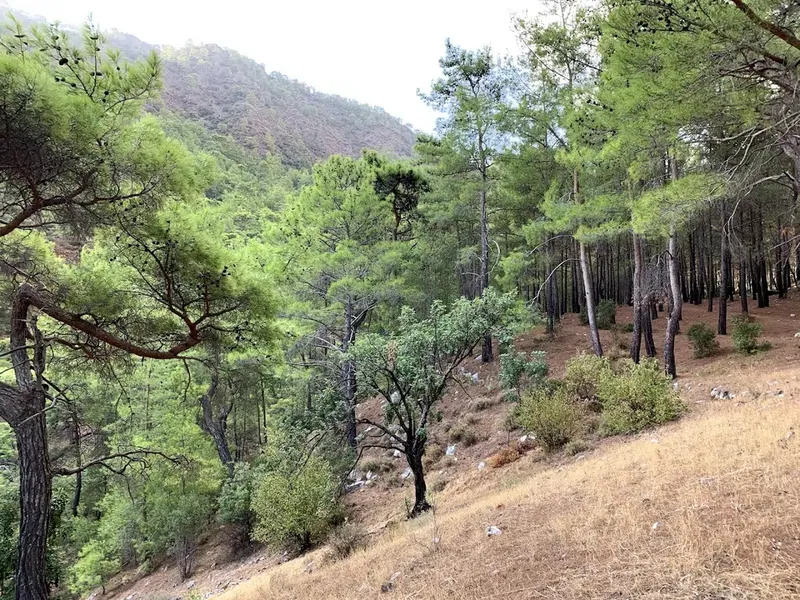 Ayıboğan Kampı - Photo 6
