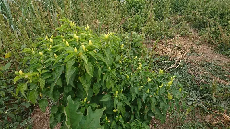 Ağaoğlu Avm - Photo 9