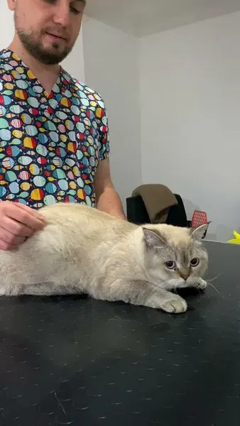 Bahçelievler Petshop & Kuaför Groomer - Photo 2