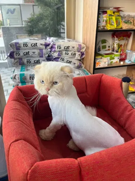 Bahçelievler Petshop & Kuaför Groomer - Photo 4