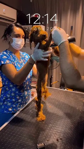 Bahçelievler Petshop & Kuaför Groomer - Photo 6