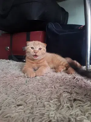 Bahçelievler Veteriner Kliniği