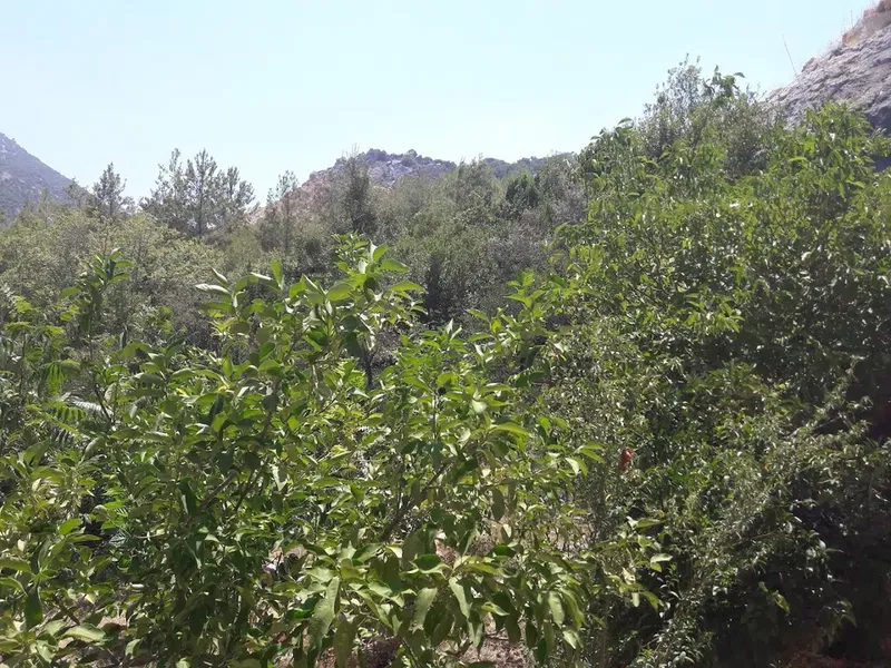 Baltalar Manzara - Photo 4
