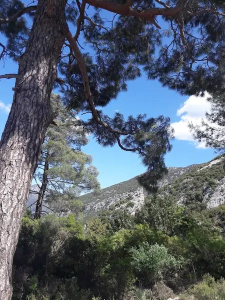 Baltalar Manzara - Photo 8