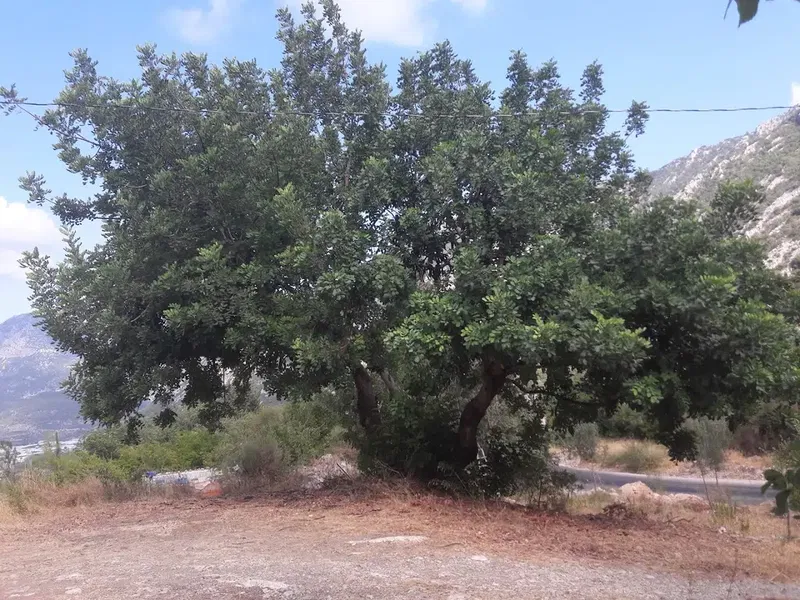 Baltalar Manzara - Photo 9