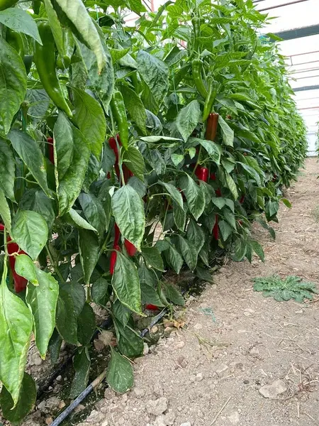 Bardakçı Üretim Tesisleri - Photo 3