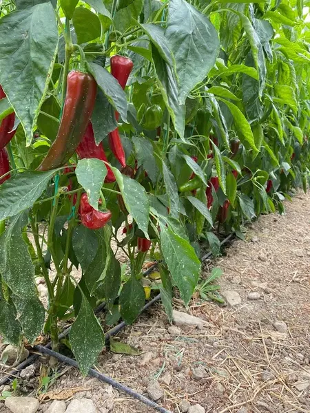 Bardakçı Üretim Tesisleri - Photo 4