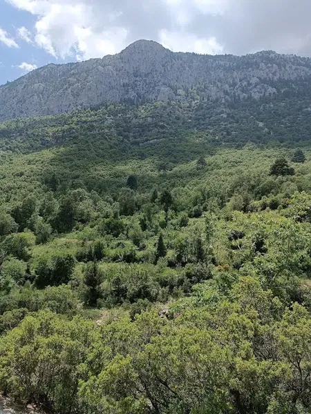 Barı Çiftliği - Photo 3