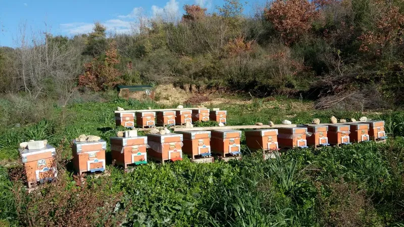Bayraktar Arı Çiftliği - Photo 3