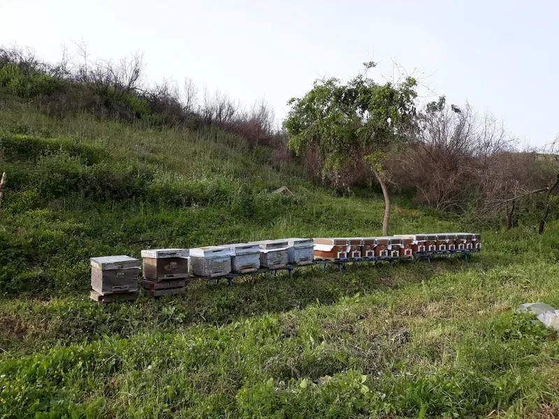 Bayraktar Arı Çiftliği - Photo 4