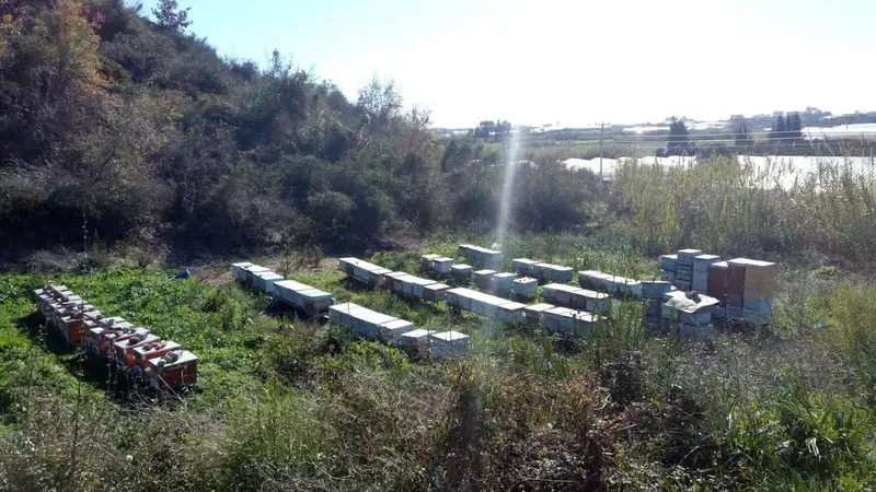Bayraktar Arı Çiftliği - Photo 5