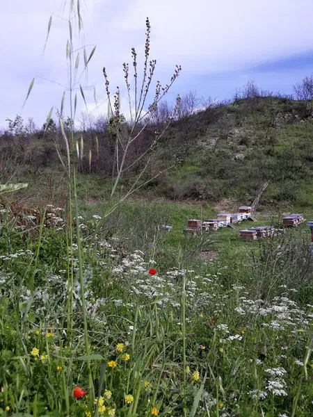 Bayraktar Arı Çiftliği - Photo 9