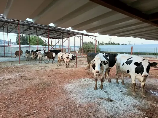 Bayraktar süt çiftliği
