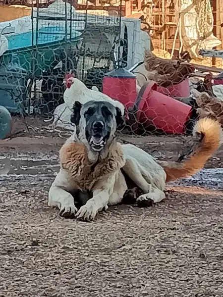 Bayraktar süt çiftliği - Photo 3
