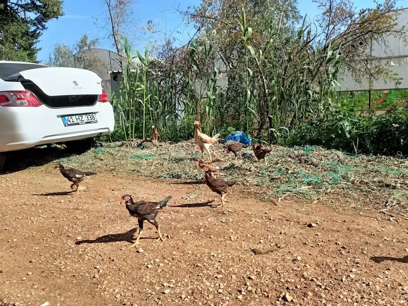 Bayraktar süt çiftliği - Photo 4
