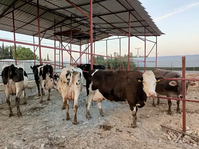 Bayraktar süt çiftliği - Photo 10