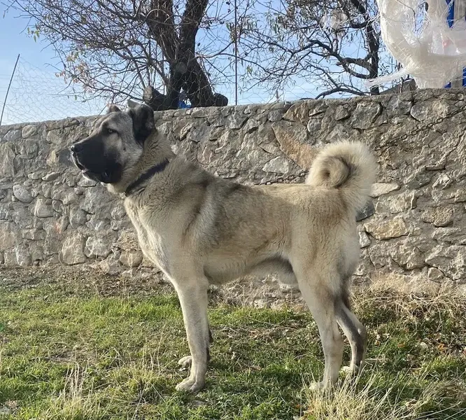Bayramın yeri - Photo 9