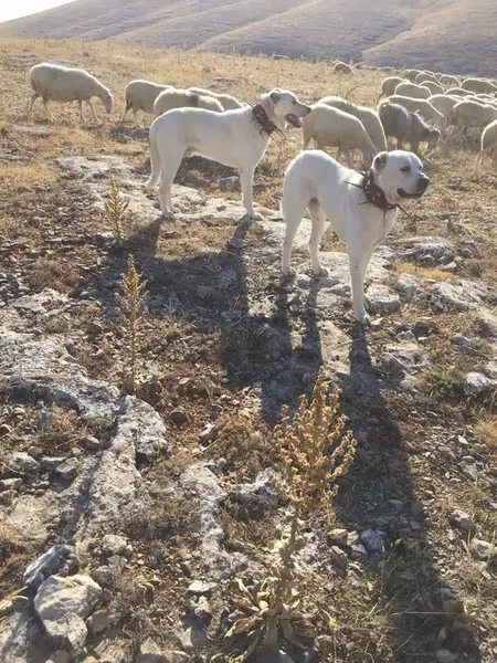 Bayramın yeri - Photo 10