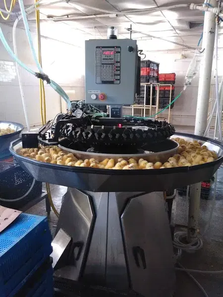 Başkent Yarka Yumurta Canlı Tavuk Alım Satım - Photo 2